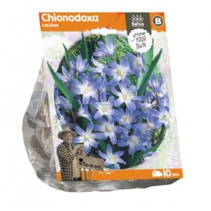 Baltus Chionodoxa Lucilae bloembollen per 10 stuks